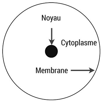 Symboles de la Loi d'Unité