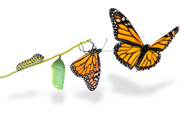 DE LA CHENILLE AU PAPILLON